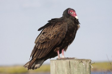 turkey-vulture